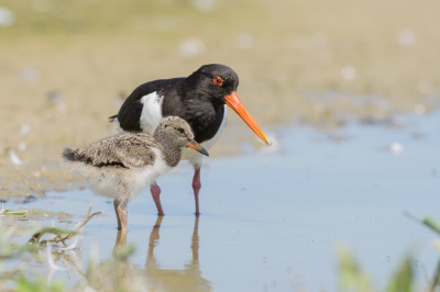 <i class='fa fa-user'></i> Wil Doorn-Meijne |   Scholekster  <i class='fa fa-eye'> 275</i>   <i class='fa fa-comment-o'> 10</i>