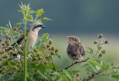 <i class='fa fa-user'></i> Hillebrand Keun |   Grauwe Klauwier  <i class='fa fa-eye'> 334</i>  <i class='fa fa-thumbs-up'> 2</i>   <i class='fa fa-comment-o'> 7</i>