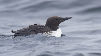 <i class='fa fa-user'></i> Gerard Visser |   Zeekoet  <i class='fa fa-eye'> 264</i>  <i class='fa fa-thumbs-up'> 5</i>   <i class='fa fa-comment-o'> 9</i>