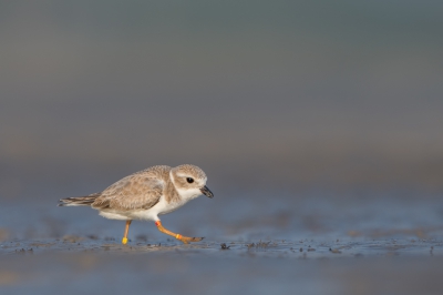 <i class='fa fa-user'></i> Hans Overduin |   Dwergplevier  <i class='fa fa-eye'> 347</i>  <i class='fa fa-thumbs-up'> 5</i>   <i class='fa fa-comment-o'> 9</i>