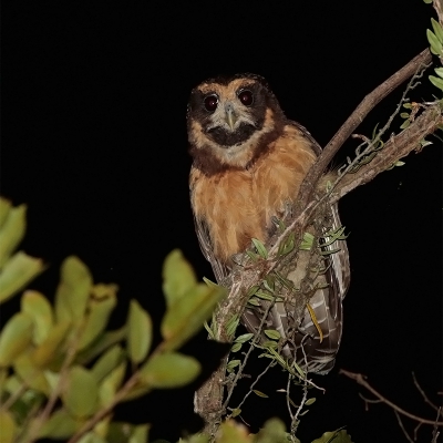 <i class='fa fa-user'></i> charlysax |   Geelmaskeruil  <i class='fa fa-eye'> 225</i>   <i class='fa fa-comment-o'> 1</i>