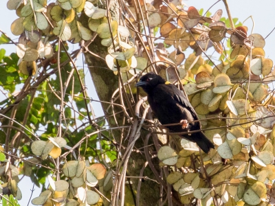 <i class='fa fa-user'></i> Paul van Giersbergen |   Driekleurwever  <i class='fa fa-eye'> 173</i>   <i class='fa fa-comment-o'> 0</i>