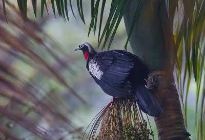 <i class='fa fa-user'></i> charlysax |   Zwartmaskergoean  <i class='fa fa-eye'> 230</i>  <i class='fa fa-thumbs-up'> 8</i>   <i class='fa fa-comment-o'> 8</i>