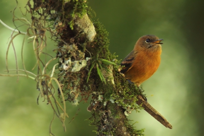 <i class='fa fa-user'></i> Martjan Lammertink |   Kaneeltiran  <i class='fa fa-eye'> 165</i>  <i class='fa fa-thumbs-up'> 2</i>   <i class='fa fa-comment-o'> 4</i>