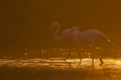 <i class='fa fa-user'></i> Vincent Vuik |   Flamingo  <i class='fa fa-eye'> 300</i>  <i class='fa fa-thumbs-up'> 8</i>   <i class='fa fa-comment-o'> 15</i>