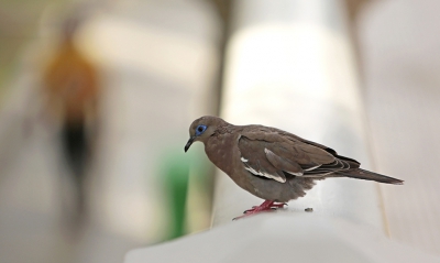 Bij Ica, in de oase, zat deze treurduif op een stenen balustrade. Toch wel aparte duifjes met hun oogschaduw.