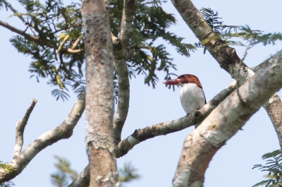 <i class='fa fa-user'></i> Paul van Giersbergen |   Witkeelijsvogel  <i class='fa fa-eye'> 218</i>   <i class='fa fa-comment-o'> 1</i>