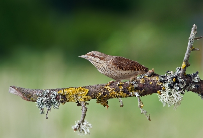 The Eurasian Wryneck is a challenge and a dream for each bird photographer in Germany.

Last year I could make my first shots of that wonderful bird - using a camouflage tent and a wireless remote trigger. The original size of that image is 4608 x 3546Px.

This bird - properly speaking its camouflage - reminds me a little bit of the beautyful nightjar  i saw for the first time in my life in the Netherlands 3 years ago.

Groet (Viele Gre ;-)
mftbirder