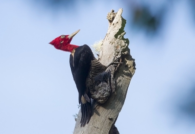 <i class='fa fa-user'></i> charlysax |   Grote Roodkopspecht  <i class='fa fa-eye'> 233</i>  <i class='fa fa-thumbs-up'> 3</i>   <i class='fa fa-comment-o'> 5</i>