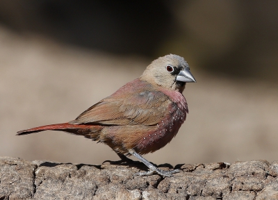 <i class='fa fa-user'></i> Rene en George |   Larvenamarant  <i class='fa fa-eye'> 254</i>  <i class='fa fa-thumbs-up'> 1</i>   <i class='fa fa-comment-o'> 6</i>