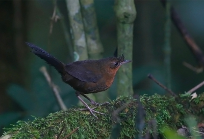 <i class='fa fa-user'></i> charlysax |   Borsteltapaculo  <i class='fa fa-eye'> 159</i>  <i class='fa fa-thumbs-up'> 1</i>   <i class='fa fa-comment-o'> 3</i>