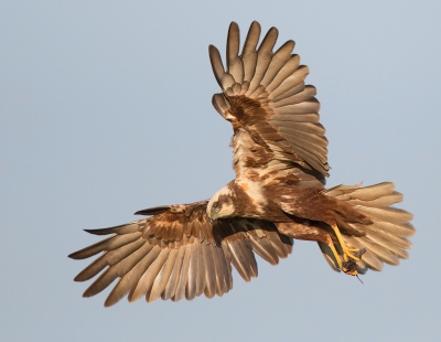 <i class='fa fa-user'></i> keesvanderklauw |   Bruine Kiekendief  <i class='fa fa-eye'> 404</i>  <i class='fa fa-thumbs-up'> 18</i>   <i class='fa fa-comment-o'> 12</i>