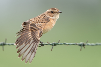 <i class='fa fa-user'></i> Hans Overduin |   Paapje  <i class='fa fa-eye'> 354</i>  <i class='fa fa-thumbs-up'> 11</i>   <i class='fa fa-comment-o'> 9</i>