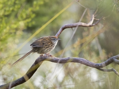 <i class='fa fa-user'></i> Bert Ooms |   Varengrasvogel  <i class='fa fa-eye'> 216</i>  <i class='fa fa-thumbs-up'> 1</i>   <i class='fa fa-comment-o'> 6</i>