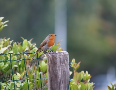 de roodborst heb ik op verschillende manieren gemaakt uit de serie is er dit een ook met de Olympus omd em5 en Panasonic 100-300 dwz 200-600