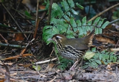 <i class='fa fa-user'></i> charlysax |   Cryptische Mierlijster  <i class='fa fa-eye'> 197</i>  <i class='fa fa-thumbs-up'> 2</i>   <i class='fa fa-comment-o'> 2</i>