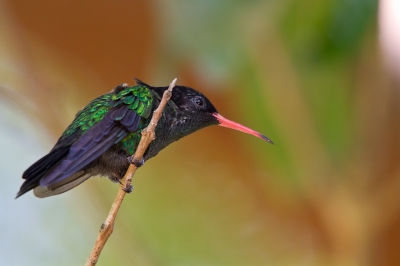 Eigenlijk niet zo'n goede tijd om naar dit gebied te gaan want veel vogels zijn in de rui. Deze endemische kolibriesoort, benoemd tot nationale vogel en lokaal aangeduid als 'Dr. bird', heeft normaliter een staart van ca. 15-18 cm. lang, veel langer dan het lichaampje (ca. 11 cm.). Maar hier dus even niet.