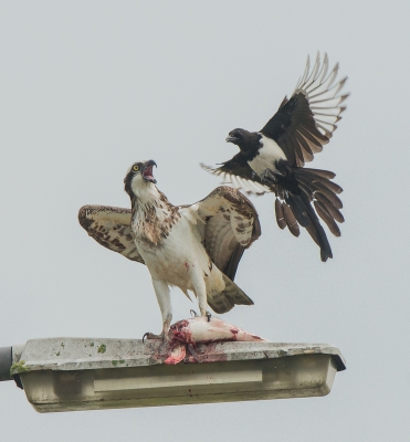 <i class='fa fa-user'></i> pietwil |   Visarend  <i class='fa fa-eye'> 582</i>  <i class='fa fa-thumbs-up'> 20</i>   <i class='fa fa-comment-o'> 17</i>