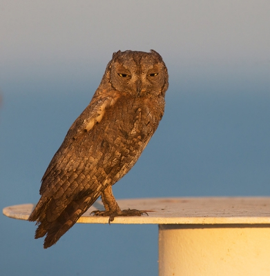 eurasian scops owl black sea on board pioneering spirir for 2 weeks hunting on insects