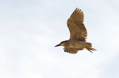 Deze Kwak vloog telkens over de oase in Ica heen en weer, om materiaal te halen voor zijn nest te bouwen.