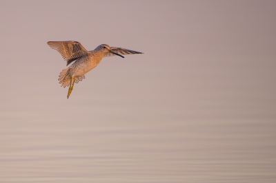 <i class='fa fa-user'></i> Hans Overduin |   Kleine Grijze Snip  <i class='fa fa-eye'> 431</i>  <i class='fa fa-thumbs-up'> 19</i>   <i class='fa fa-comment-o'> 14</i>