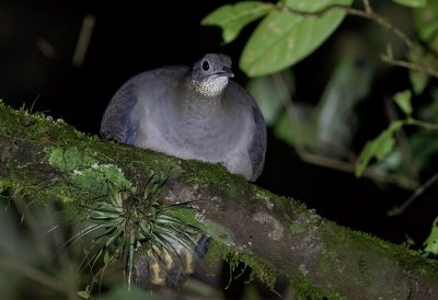 <i class='fa fa-user'></i> charlysax |   Kluizenaarstinamoe  <i class='fa fa-eye'> 172</i>   <i class='fa fa-comment-o'> 1</i>