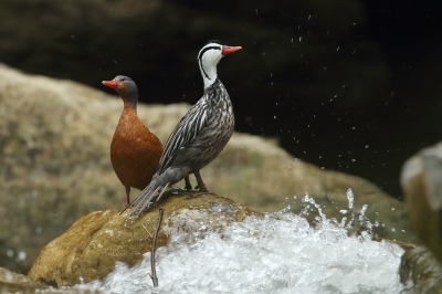 <i class='fa fa-user'></i> Martjan Lammertink |   Bergbeekeend  <i class='fa fa-eye'> 292</i>  <i class='fa fa-thumbs-up'> 5</i>   <i class='fa fa-comment-o'> 8</i>