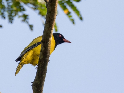 <i class='fa fa-user'></i> Paul van Giersbergen |   Zwartvleugelwielewaal  <i class='fa fa-eye'> 193</i>  <i class='fa fa-thumbs-up'> 1</i>   <i class='fa fa-comment-o'> 1</i>