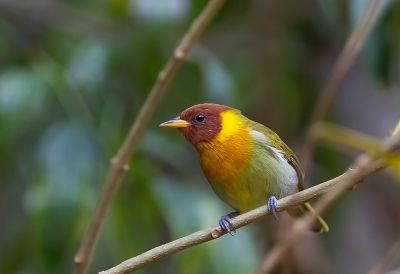 <i class='fa fa-user'></i> charlysax |   Roestkaptangare  <i class='fa fa-eye'> 166</i>  <i class='fa fa-thumbs-up'> 1</i>   <i class='fa fa-comment-o'> 3</i>