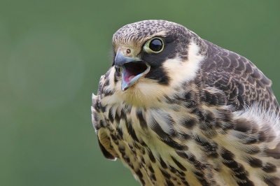 <i class='fa fa-user'></i> Lesley van Loo |   Boomvalk  <i class='fa fa-eye'> 259</i>  <i class='fa fa-thumbs-up'> 10</i>   <i class='fa fa-comment-o'> 16</i>