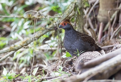 <i class='fa fa-user'></i> charlysax |   Grijze Tandkwartel  <i class='fa fa-eye'> 152</i>   <i class='fa fa-comment-o'> 3</i>