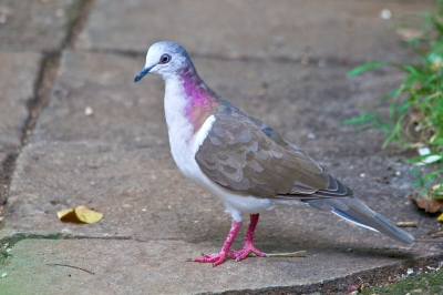 Deze ca. 30 cm. grote duif is endemisch voor de eilanden Jamaica, Cayman, San Andrs en een deel van het schiereiland Yucatn. Op de Jamaica komt hij op het hele eiland voor maar je vind ze vooral in de bergbossen.