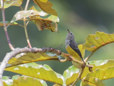 <i class='fa fa-user'></i> Paul van Giersbergen |   Dwergmeesastrild  <i class='fa fa-eye'> 209</i>   <i class='fa fa-comment-o'> 2</i>