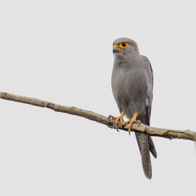 <i class='fa fa-user'></i> Paul van Giersbergen |   Grijze Torenvalk  <i class='fa fa-eye'> 308</i>  <i class='fa fa-thumbs-up'> 2</i>   <i class='fa fa-comment-o'> 6</i>