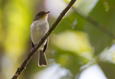 <i class='fa fa-user'></i> charlysax |   Bruinringlooftiran  <i class='fa fa-eye'> 143</i>   <i class='fa fa-comment-o'> 1</i>