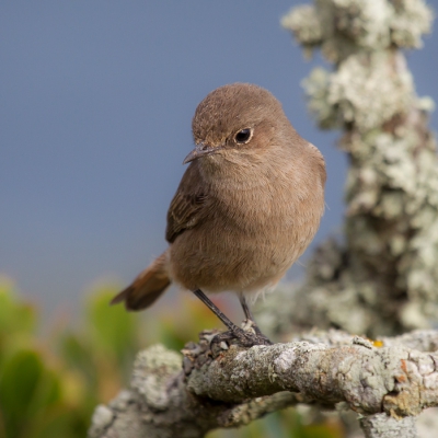 <i class='fa fa-user'></i> Richard Oud |   Roodstaartspekvreter  <i class='fa fa-eye'> 217</i>   <i class='fa fa-comment-o'> 3</i>