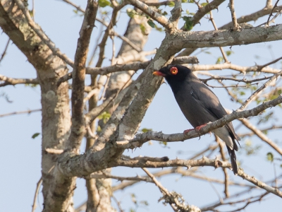 <i class='fa fa-user'></i> Paul van Giersbergen |   Gabelaklauwier  <i class='fa fa-eye'> 198</i>   <i class='fa fa-comment-o'> 2</i>