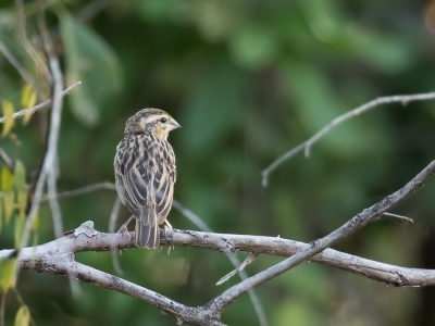 <i class='fa fa-user'></i> Paul van Giersbergen |   Goudrugwever  <i class='fa fa-eye'> 198</i>   <i class='fa fa-comment-o'> 1</i>