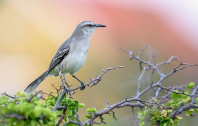 <i class='fa fa-user'></i> FransvanBoxtel |   Spotlijster  <i class='fa fa-eye'> 184</i>  <i class='fa fa-thumbs-up'> 2</i>   <i class='fa fa-comment-o'> 5</i>