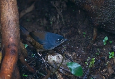 <i class='fa fa-user'></i> charlysax |   Witborsttapaculo  <i class='fa fa-eye'> 161</i>   <i class='fa fa-comment-o'> 13</i>