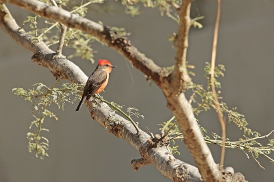 Deze kleine snelle rode zangvogel, bleef op en neer aan het vliegen. het duurde even totdat hij , eventjes de tijd op het takje nam zodat ik enkele foto's kon maken.