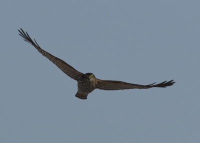 Aan de kust. Windkracht 6/7. Het kleine grut vloog zeer laag. Ze moesten wel rekening houden dat de roofvogels met zeer hoge snelheid hun geluk willen beproeven.