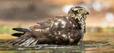 Deze sperwer kwam genieten van een heerlijk bad. Hij was wel heel scherp en alert tijdens zijn gespetter.