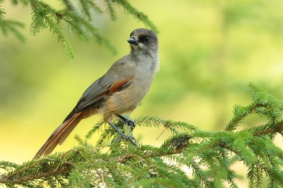 <i class='fa fa-user'></i> Alex Roetemeijer |   Taigagaai  <i class='fa fa-eye'> 290</i>   <i class='fa fa-comment-o'> 5</i>