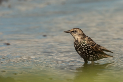 Vandaag onze opwachting gemaakt om trekvogels te fotograferen. Weinig succes gehad en het moeten moeten stellen met enkele lokale soorten. Maar daarom zeker niet minder mooi.