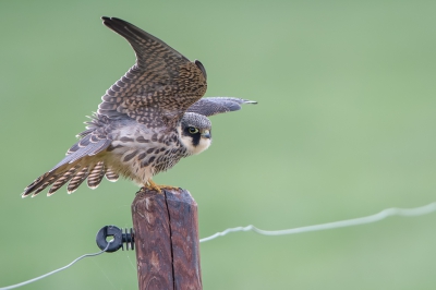 <i class='fa fa-user'></i> Hans Overduin |   Boomvalk  <i class='fa fa-eye'> 408</i>  <i class='fa fa-thumbs-up'> 11</i>   <i class='fa fa-comment-o'> 15</i>