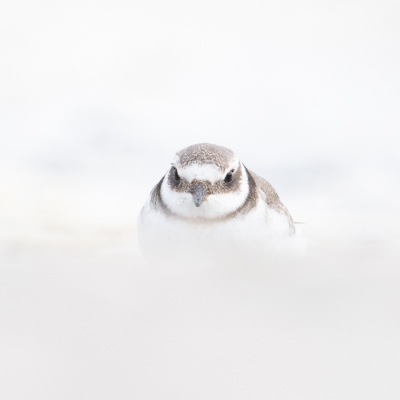 <i class='fa fa-user'></i> wesselmosch |   Bontbekplevier  <i class='fa fa-eye'> 274</i>  <i class='fa fa-thumbs-up'> 2</i>   <i class='fa fa-comment-o'> 5</i>