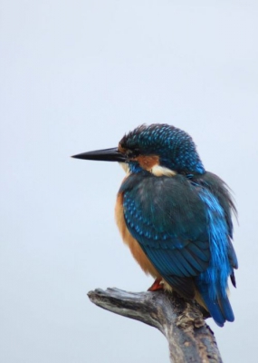 Deze ijsvogel zat ongeveer 2 meter bij mijn lens vandaan. Gewoon vanuit de vogelkijkhut. Niets is leuker om zo'n ontzettend mooi vogeltje te spotten!