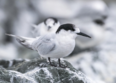 <i class='fa fa-user'></i> Bert Ooms |   Tarastern  <i class='fa fa-eye'> 179</i>  <i class='fa fa-thumbs-up'> 3</i>   <i class='fa fa-comment-o'> 6</i>