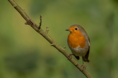 Een doodgewone roodborst maar daarom naar mijn gevoel niet minder mooi. Toch zeker niet deze foto denk en hoop ik.